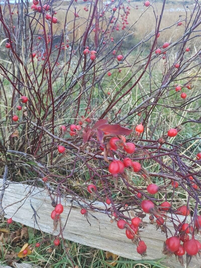 Rosa palustris fruit
