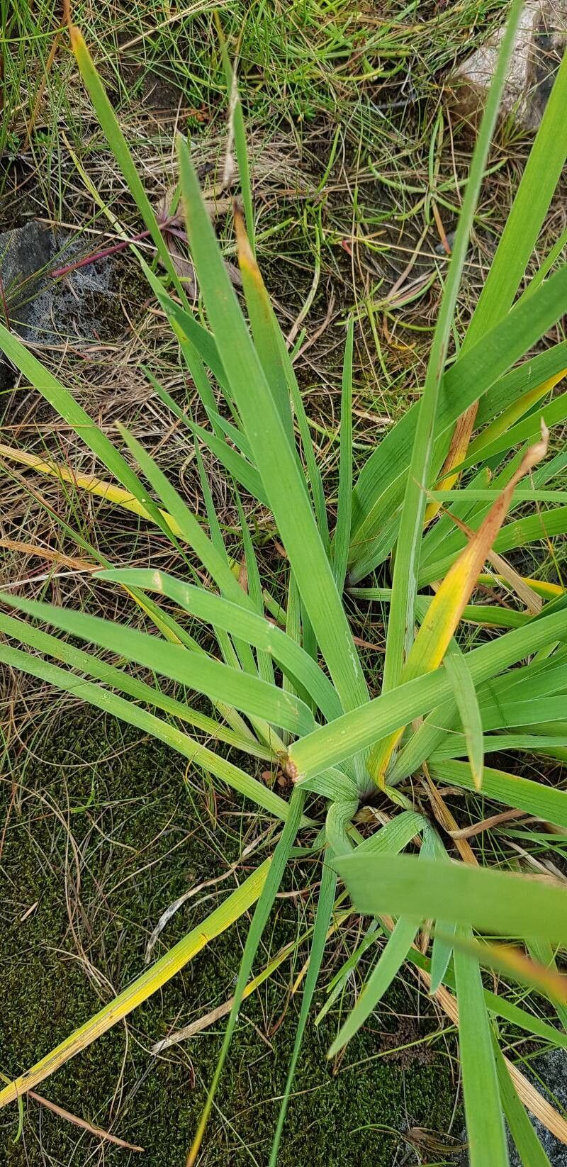 Iris hookeri — houseplant care guide