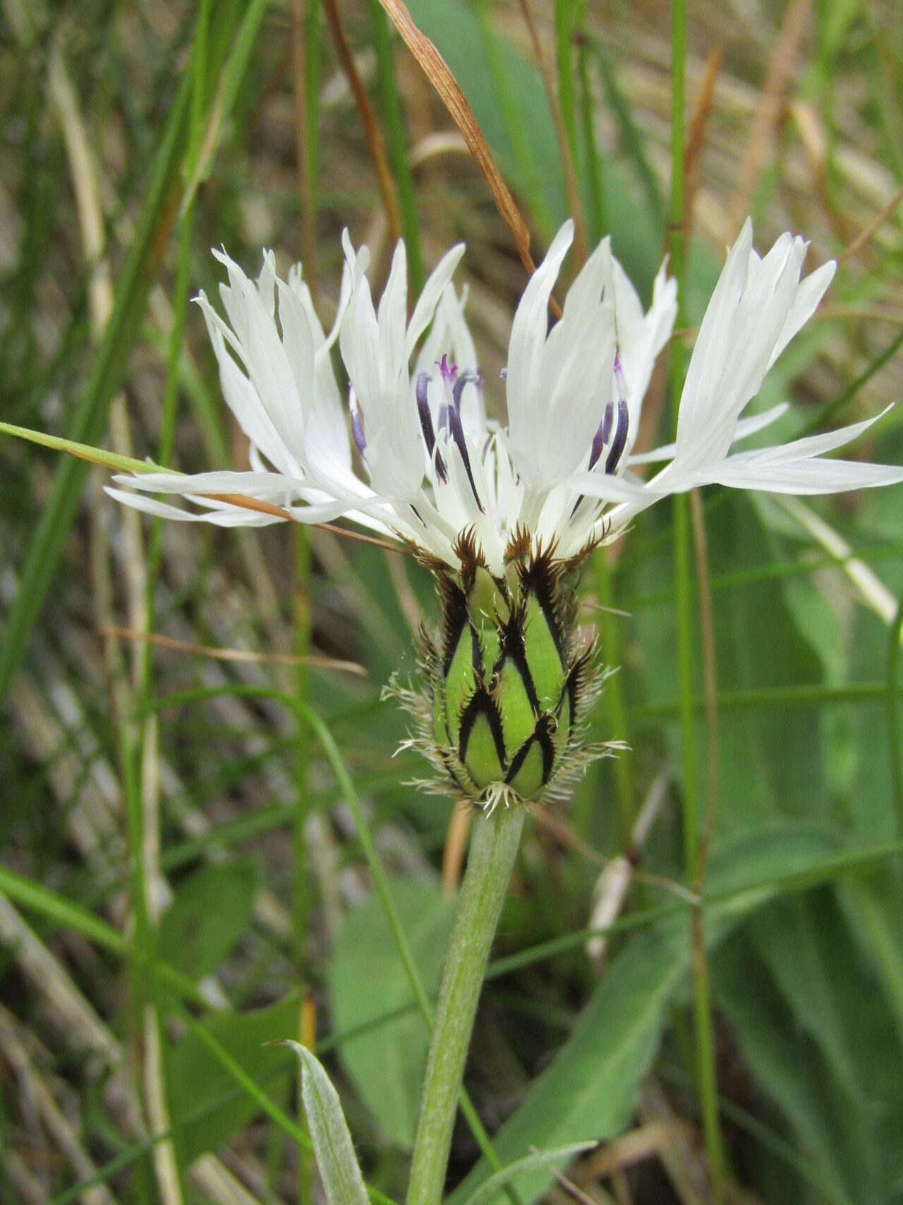 Cyanus orbelicus — search result for 'Cyanus'