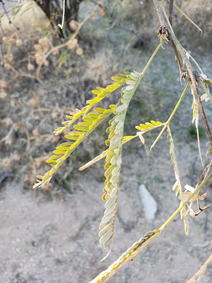 Prosopis velutina — search result for 'Prosopis'