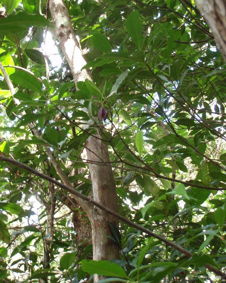 Ochrosia silvatica habit