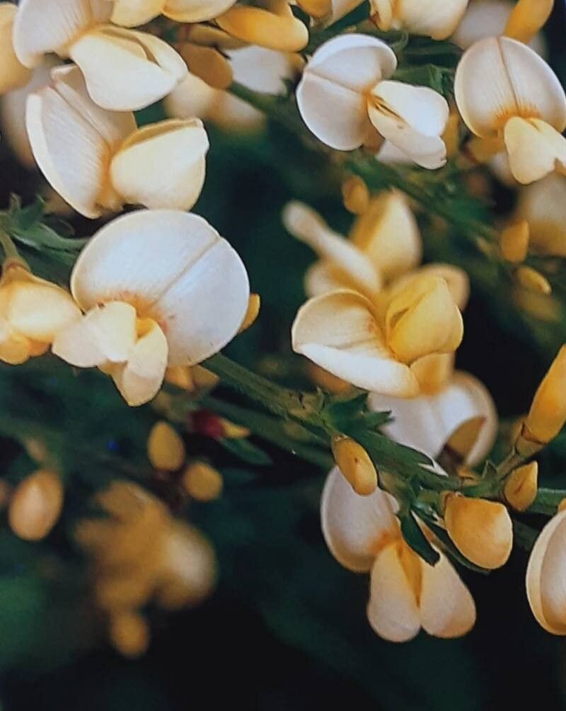 Cytisus × kewensis — houseplant care guide