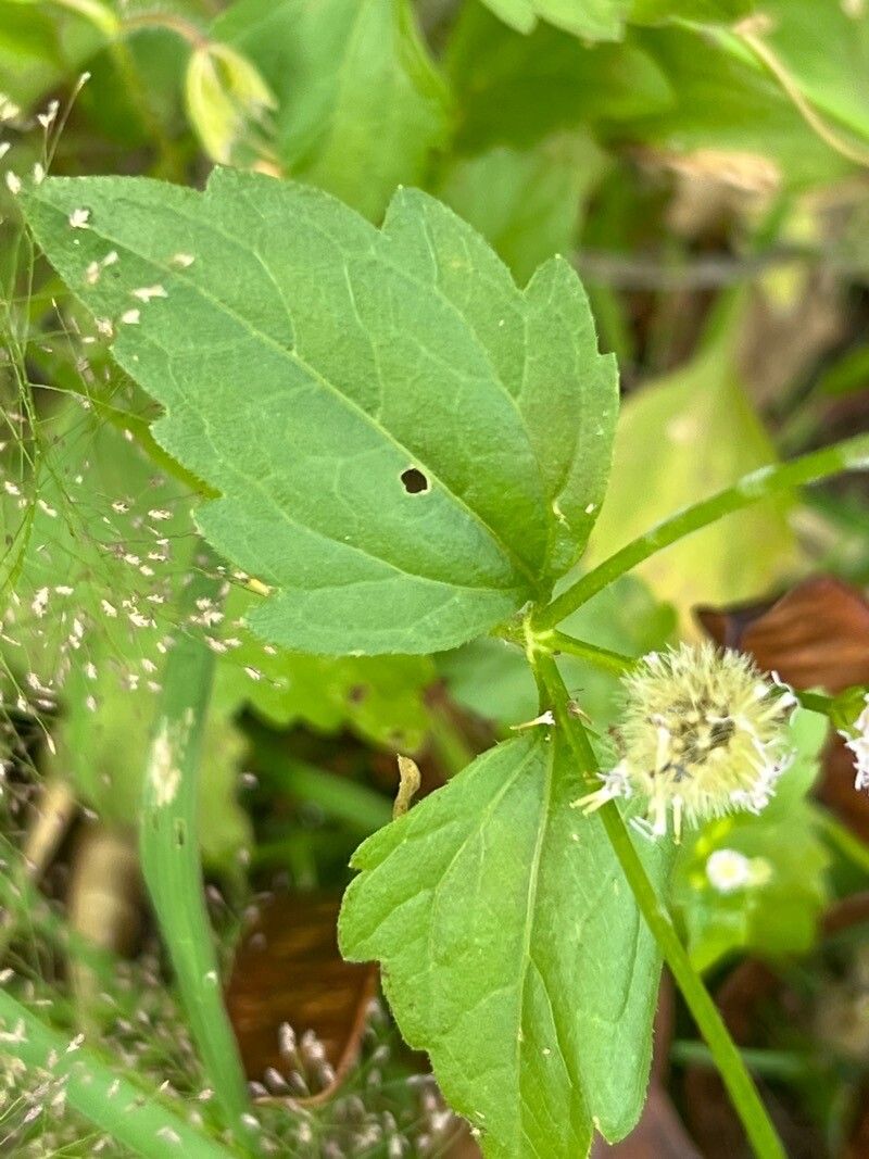 Praxelis clematidea leaf