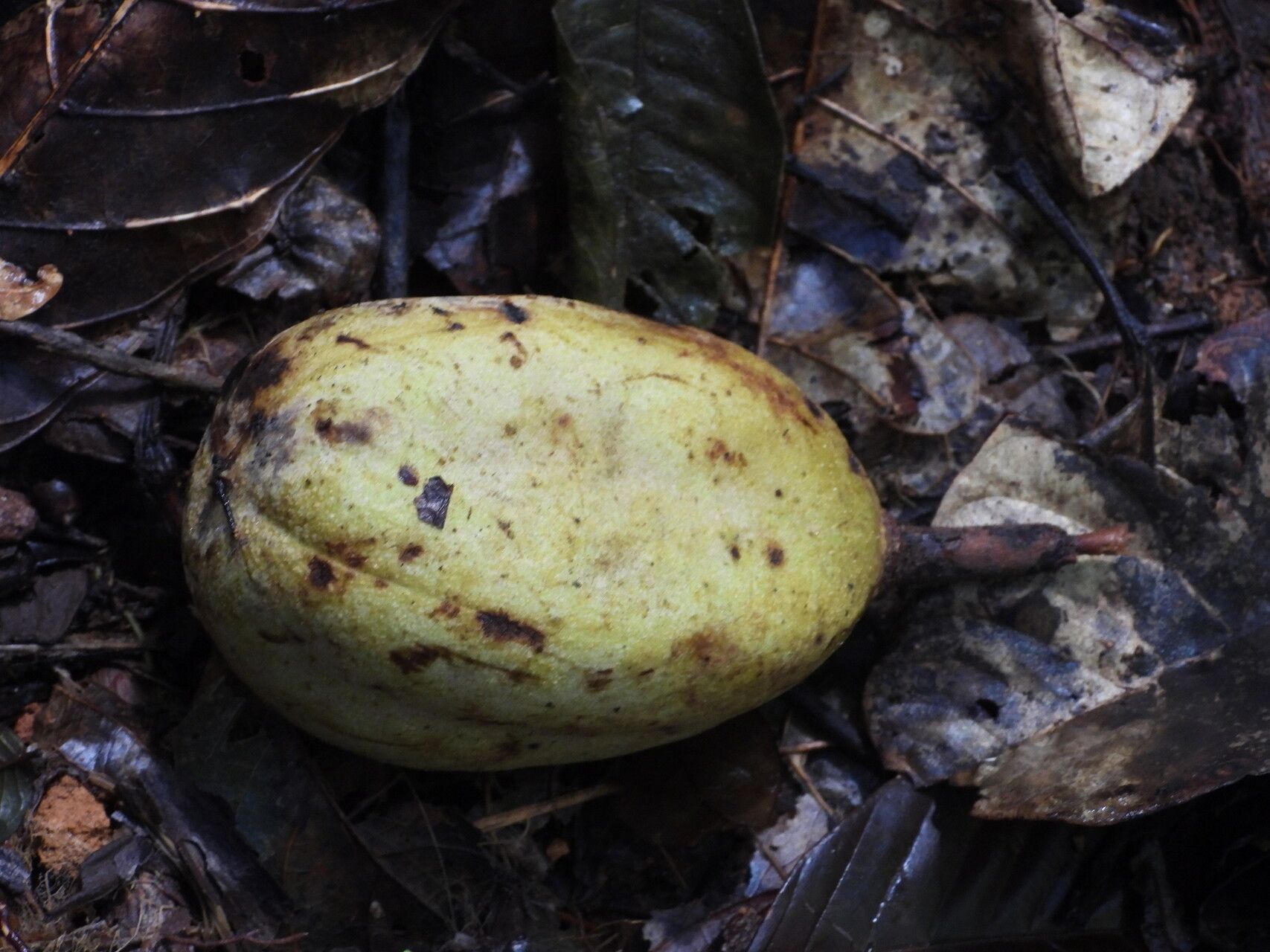 Sloanea synandra fruit