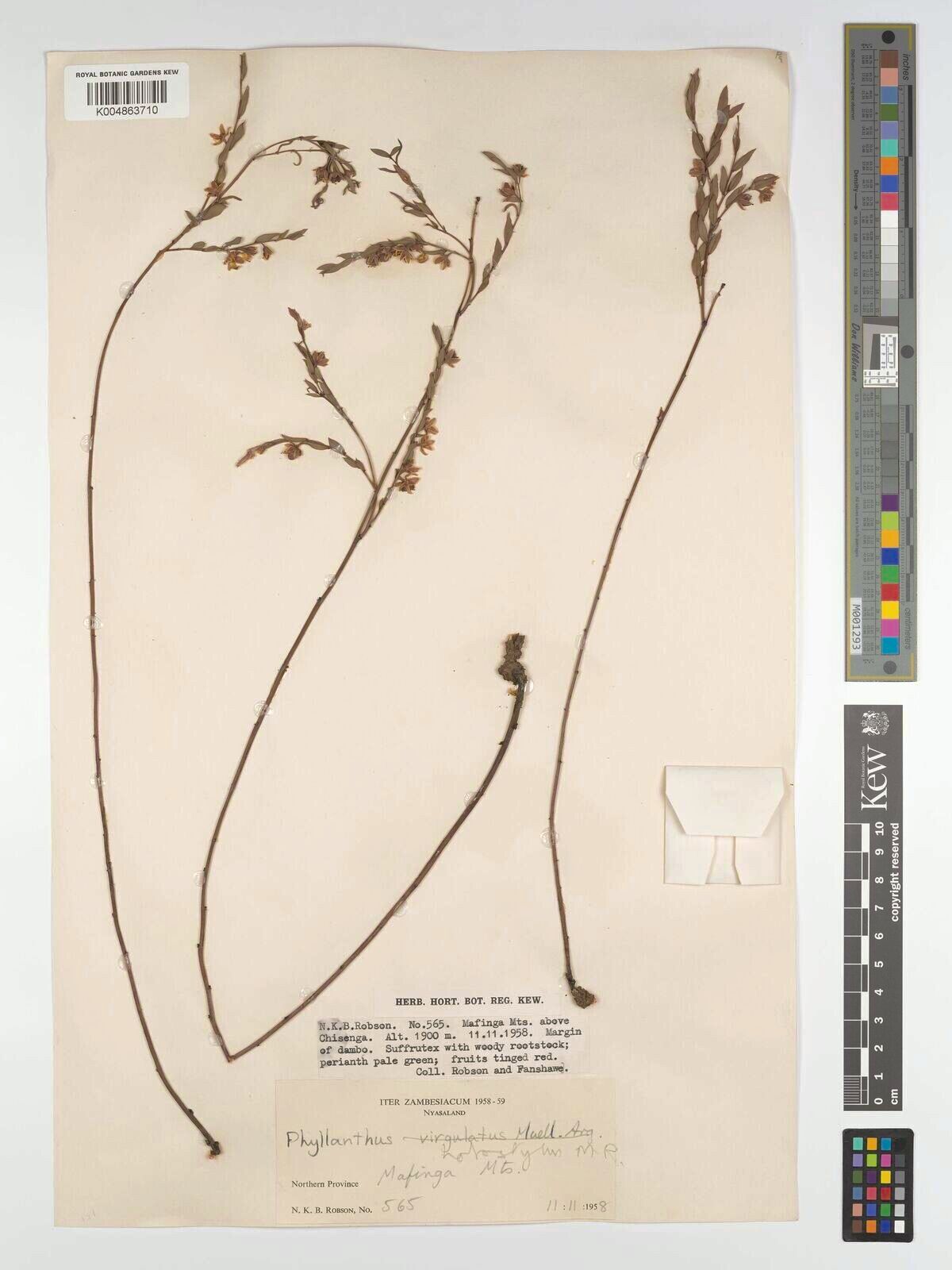 Phyllanthus holostylus — houseplant care guide