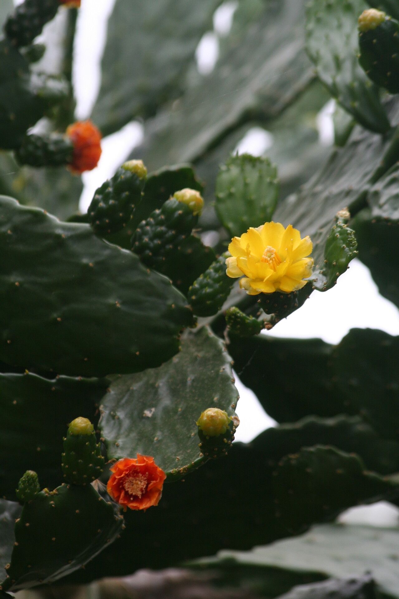 Consolea falcata — related species from the same genus