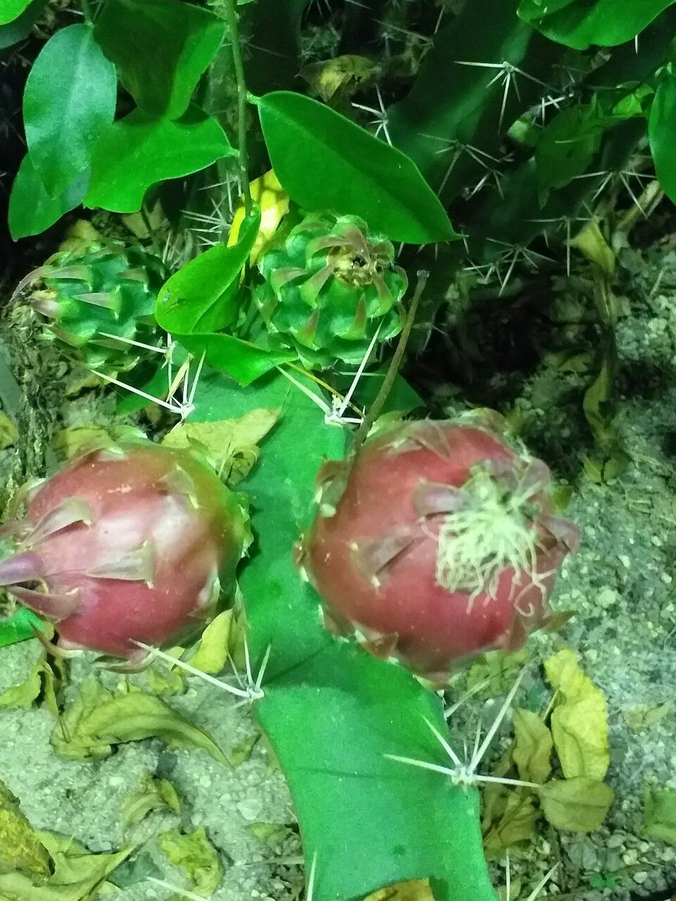 Harrisia pomanensis fruit