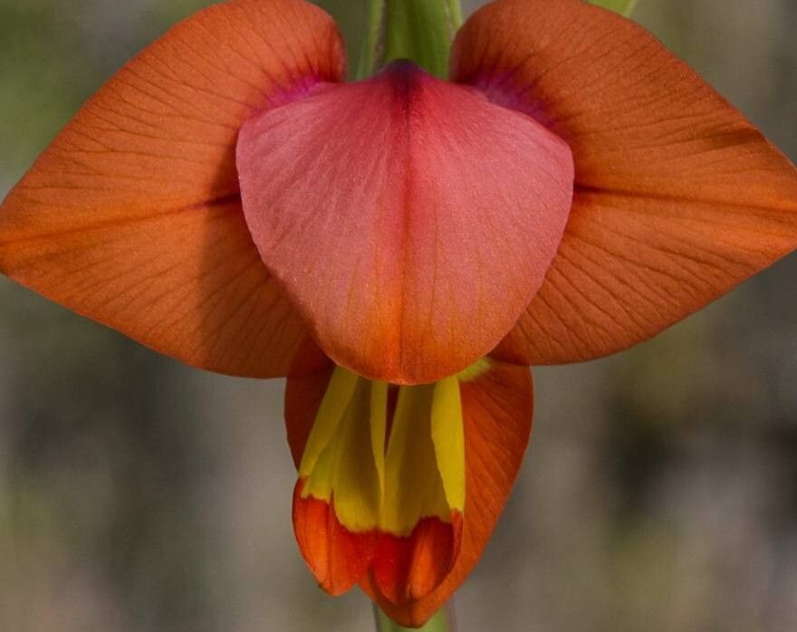 Gladiolus equitans flower