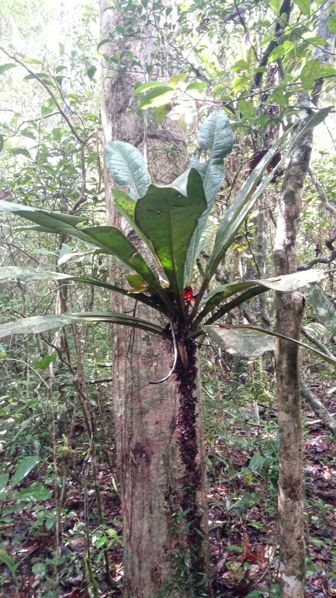 Vepris leandriana habit