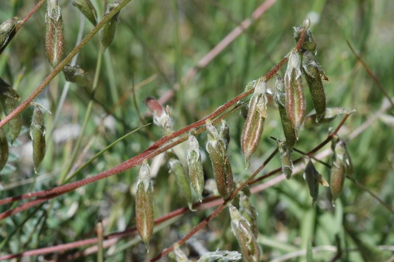Oxytropis deflexa fruit