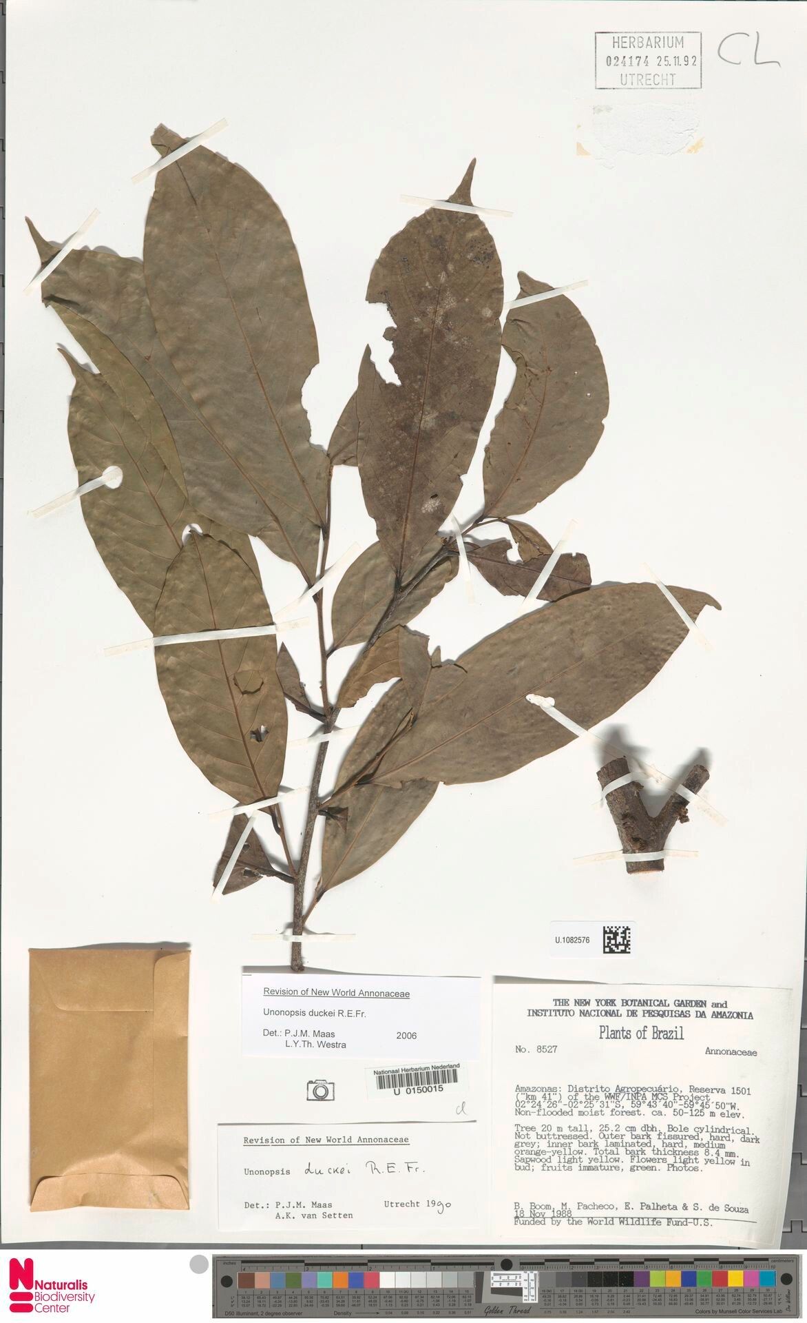 Unonopsis duckei — related species from the same genus