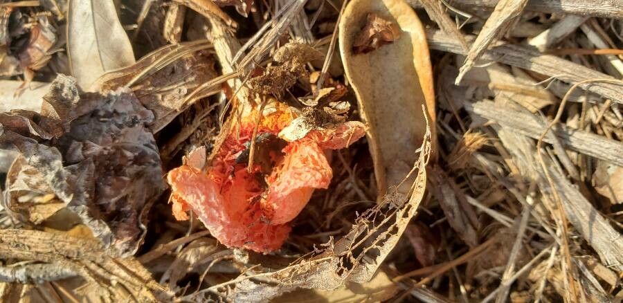 Sarcodes sanguinea fruit