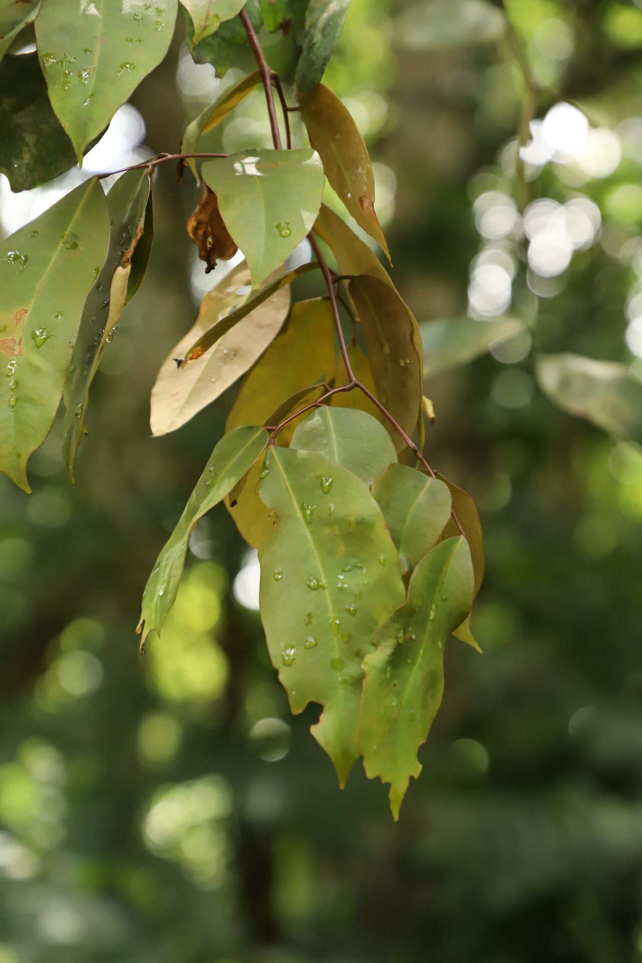 Prioria buchholzii — related species from the same genus