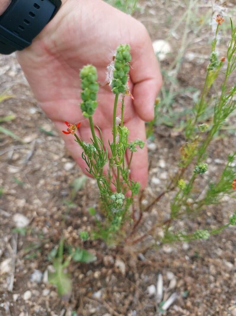 Adonis flammea fruit
