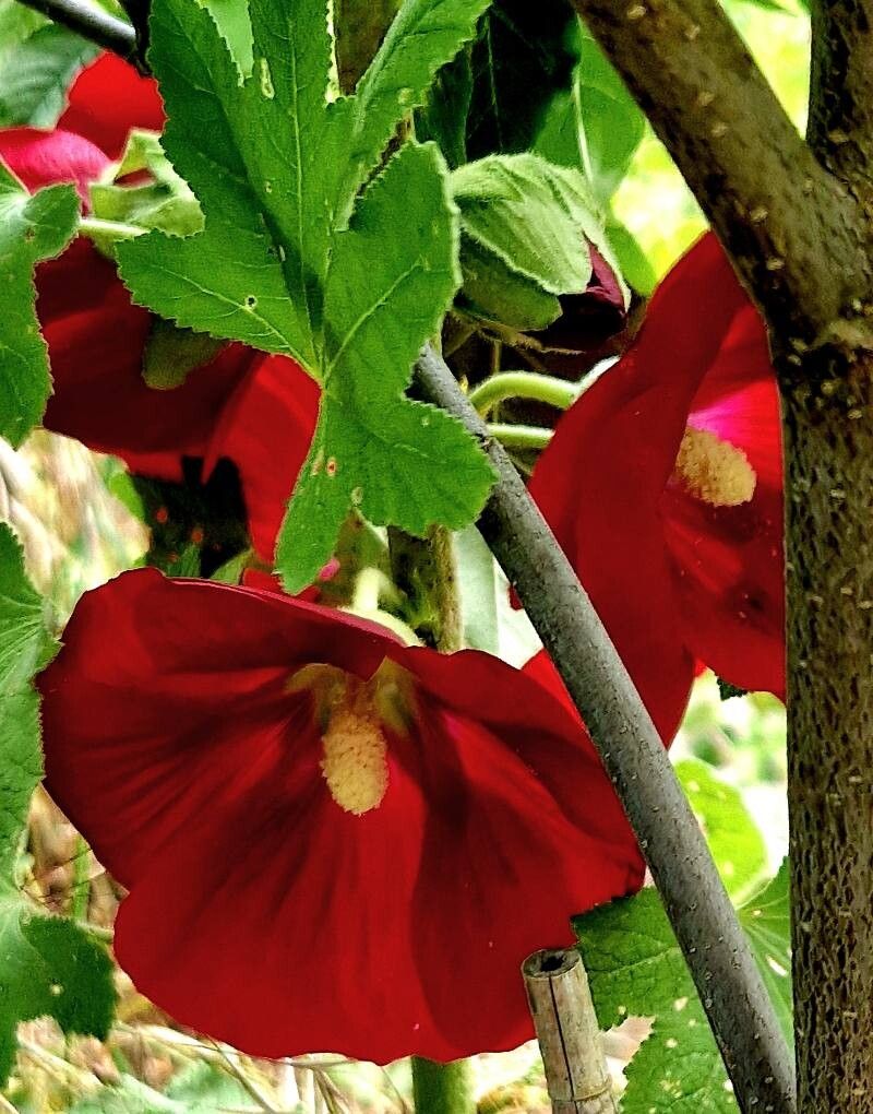 Abutilon guineense — search result for 'Abutilon'