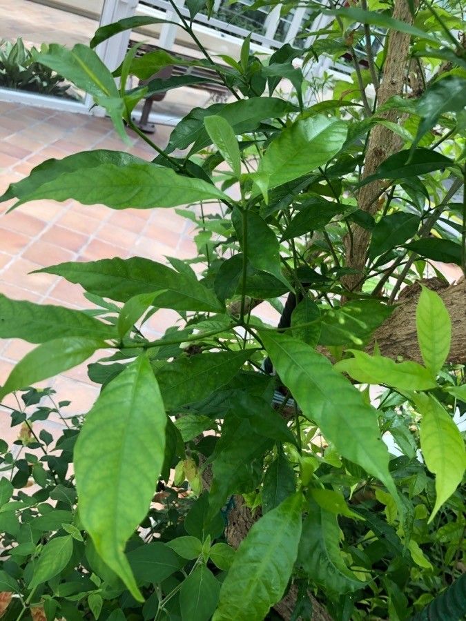 Tabernaemontana corymbosa — search result for 'Tabernaemontana'