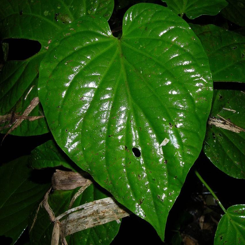 Piper holdridgeanum — houseplant care guide