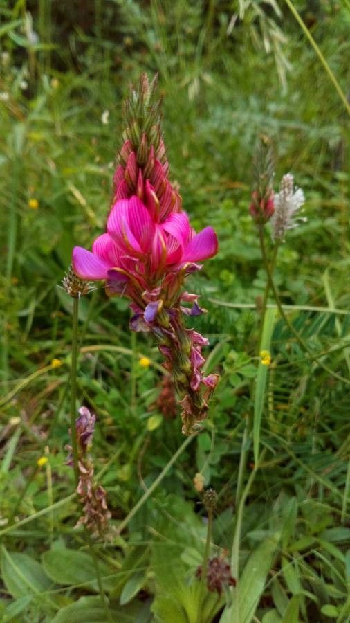Astragalus glaux flower