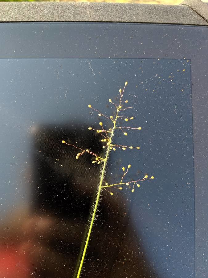 Dichanthelium oligosanthes fruit