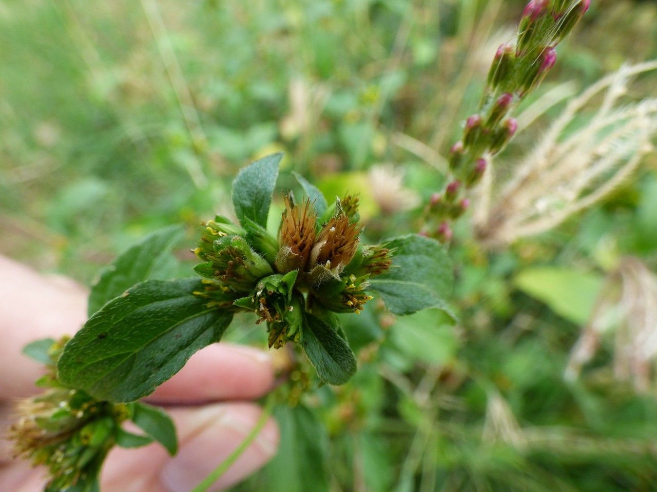Waltheria indica fruit