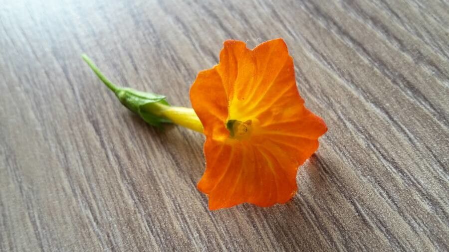 Streptosolen jamesonii flower