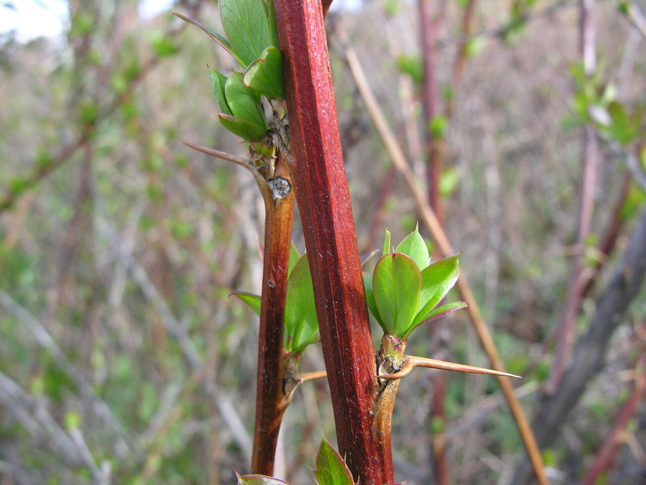 Berberis thomsoniana bark