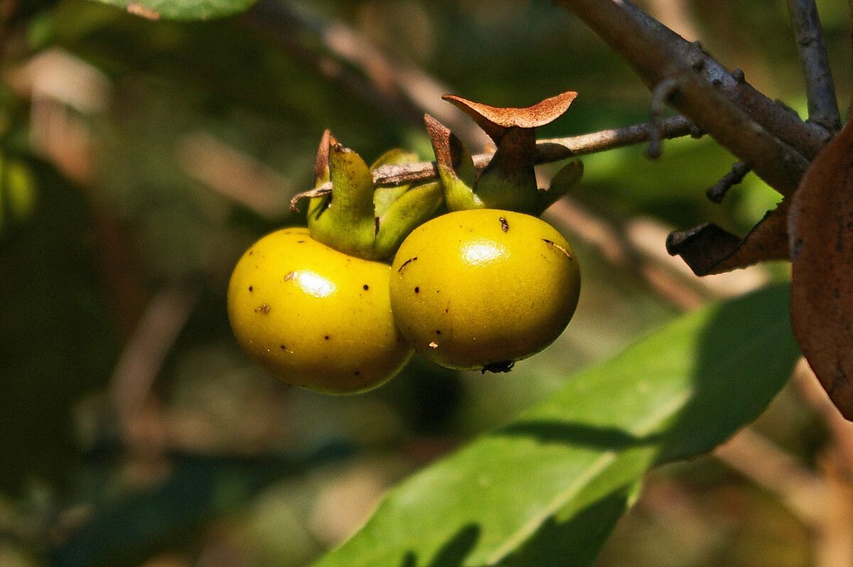 Diospyros squarrosa fruit