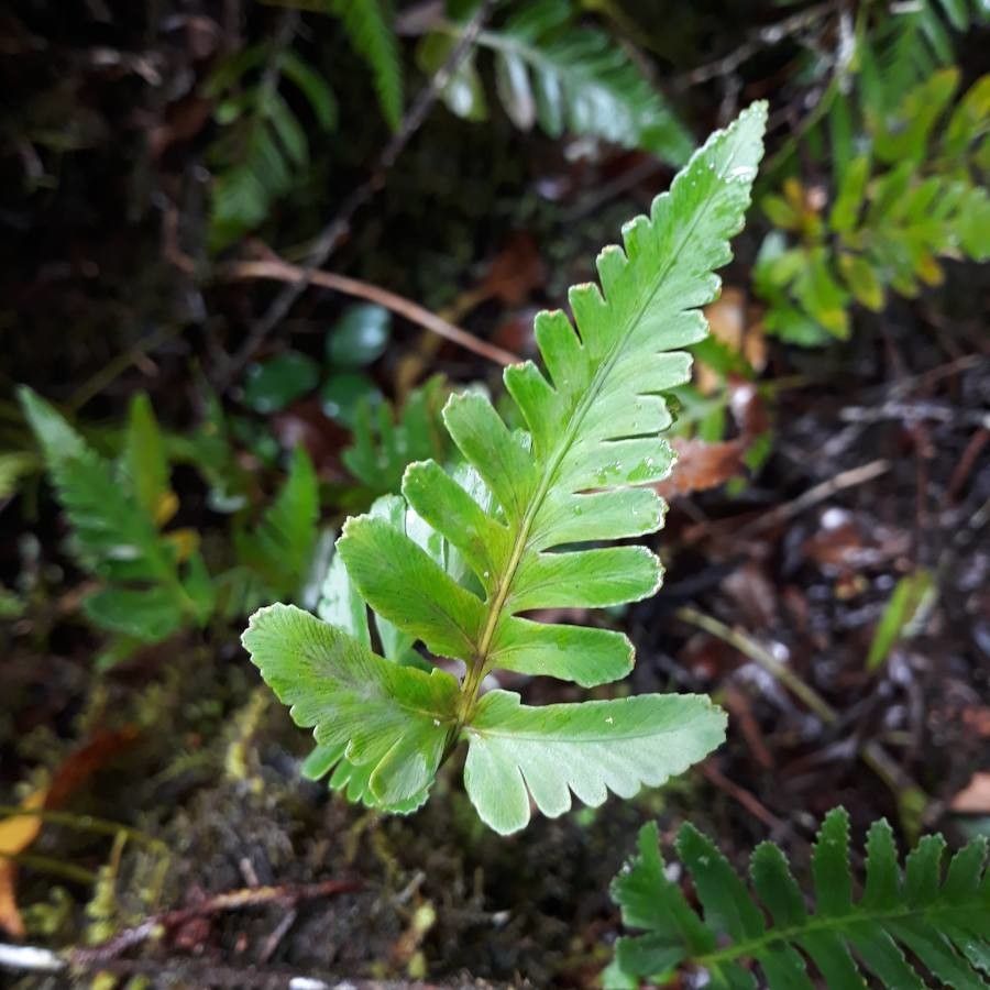 Asplenium auritum — search result for 'Azores'