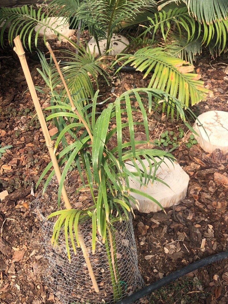 Cycas pectinata — search result for 'Cambodia'