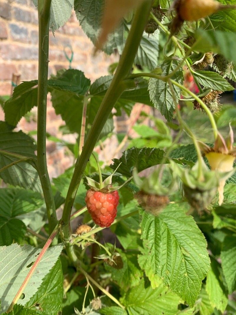 Rubus pruinosus fruit