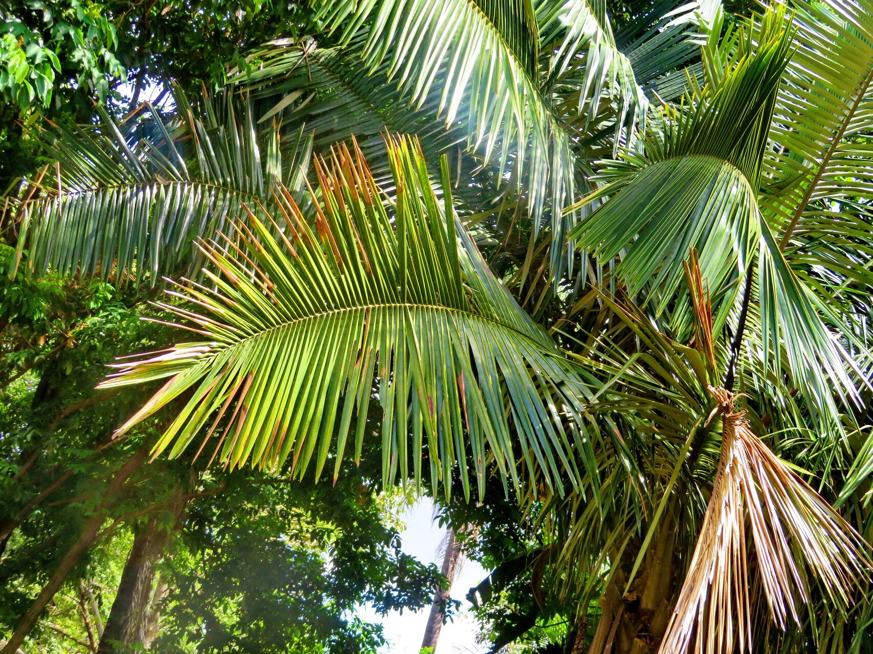Allagoptera caudescens leaf