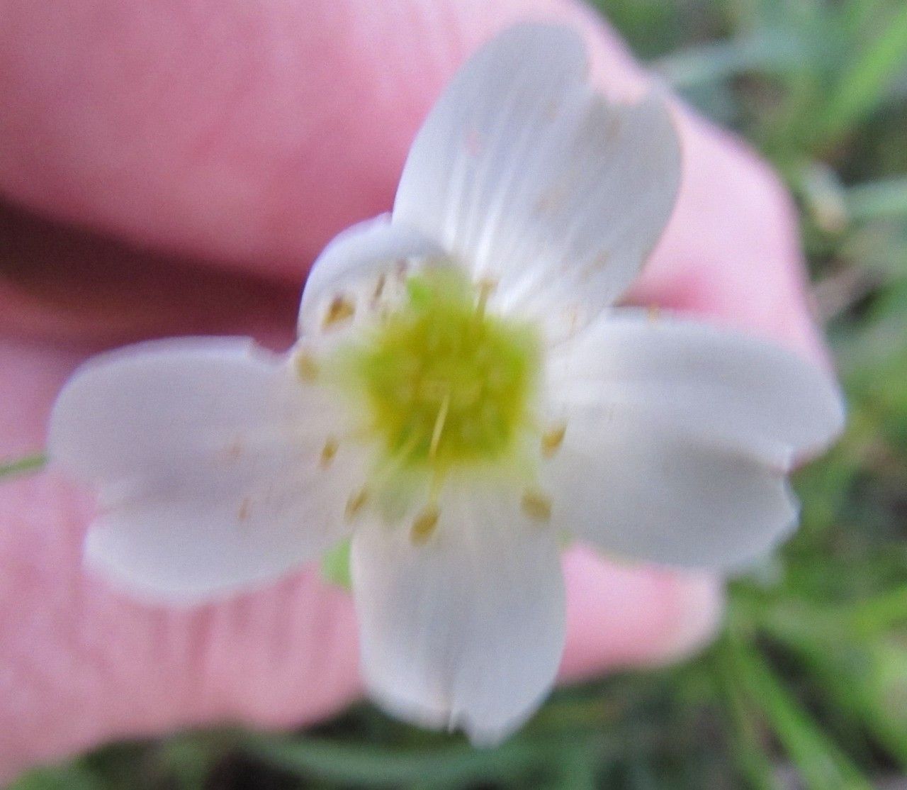 Minuartia drummondii — houseplant care guide