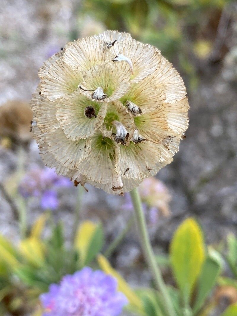 Lomelosia cretica fruit