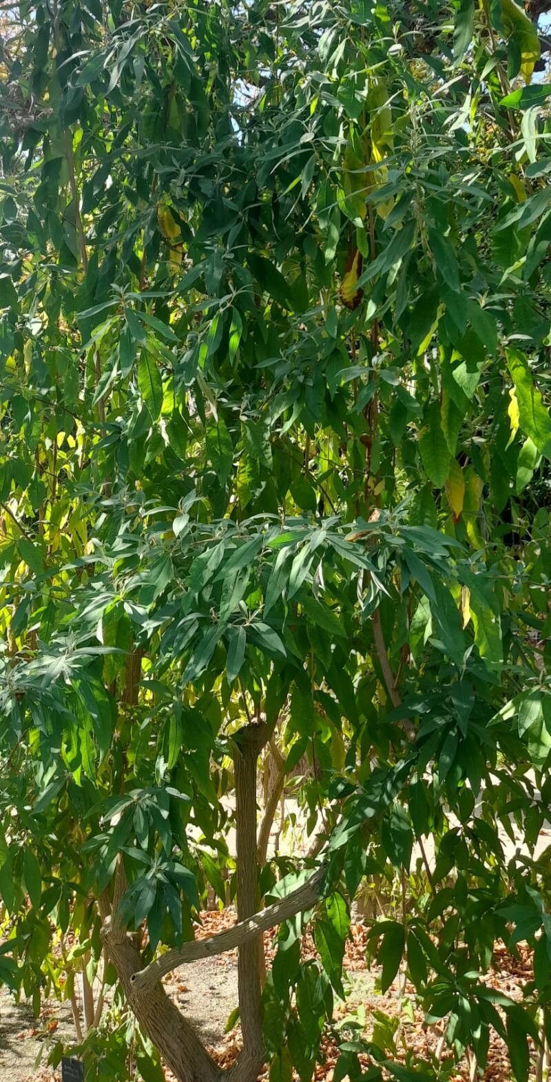 Buddleja nivea habit