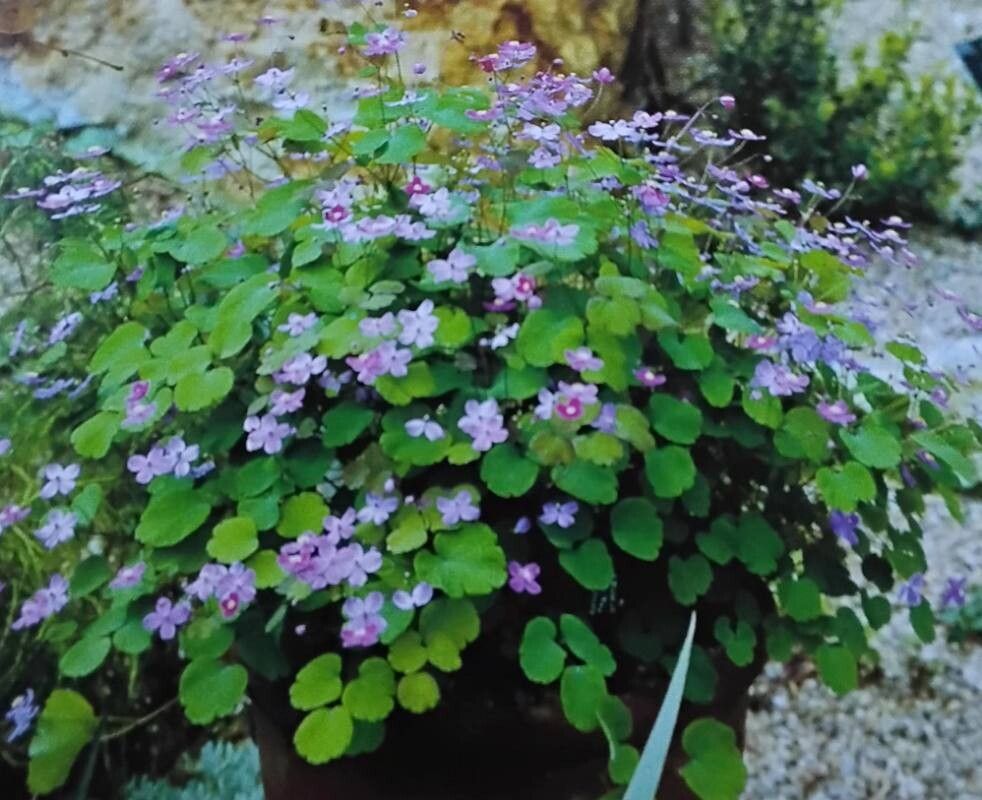 Thalictrum orientale — houseplant care guide