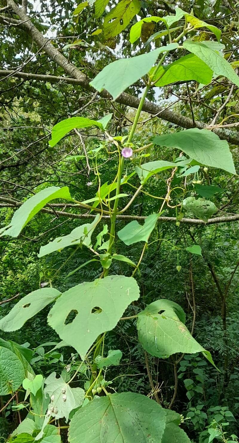 Ipomoea dumetorum habit