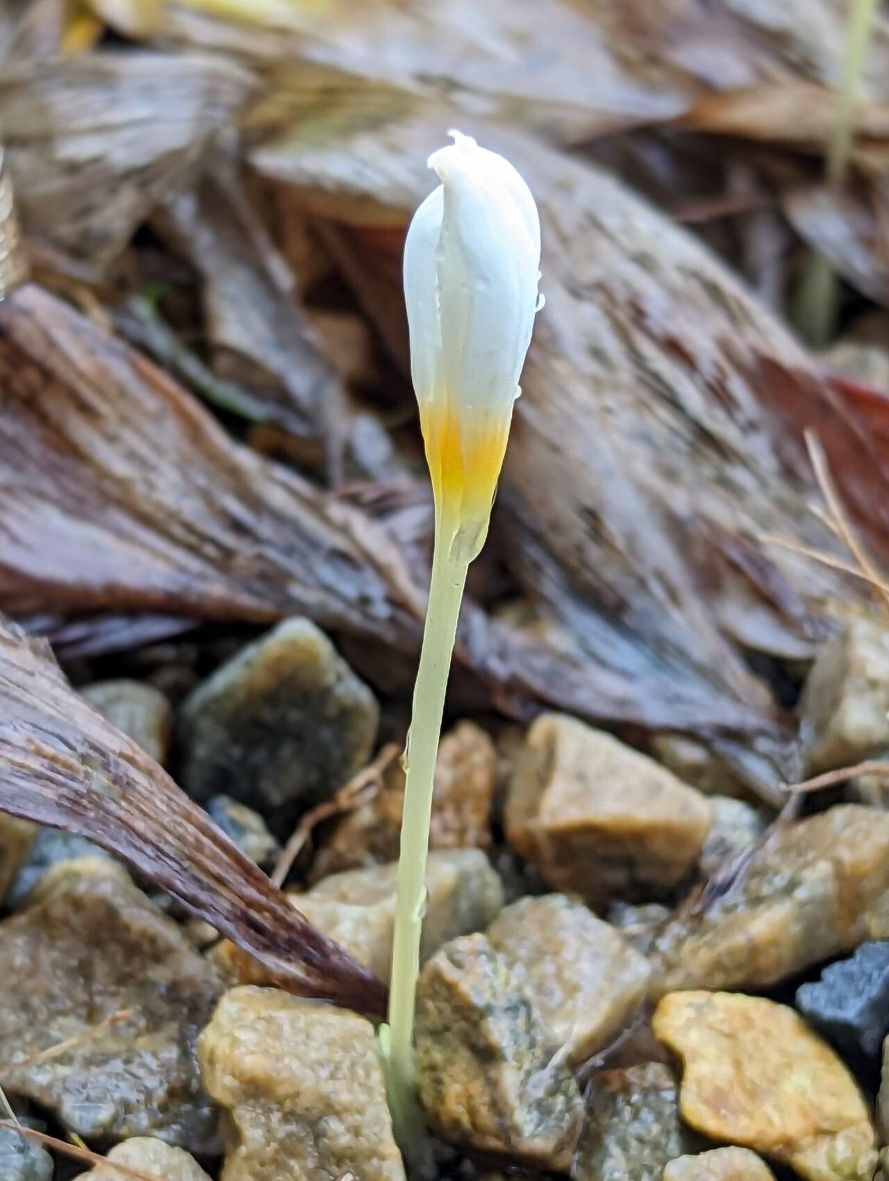 Crocus kotschyanus flower