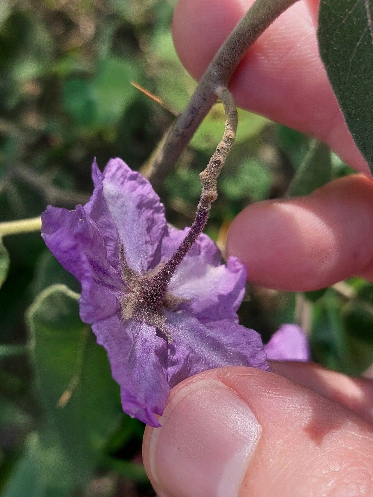 Solanum celatum flower