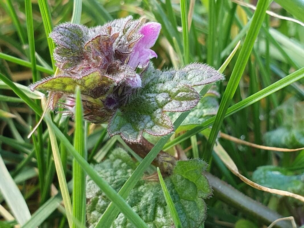 Lamium confertum flower