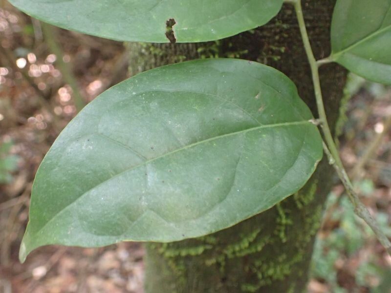 Diospyros iturensis leaf