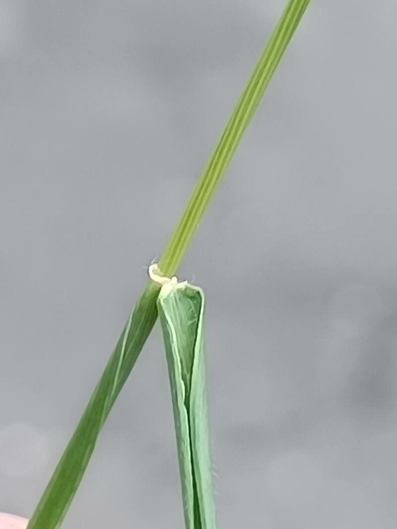 Aegilops biuncialis