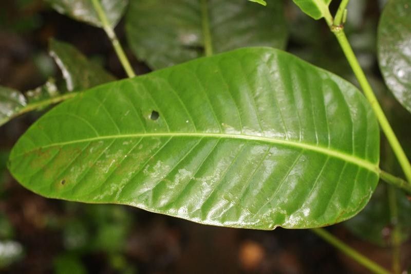 Piper augustum leaf