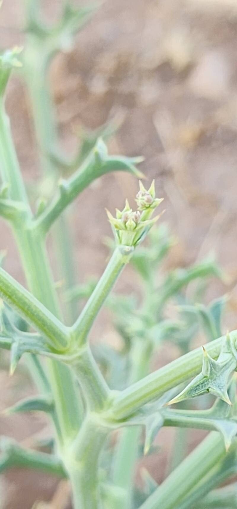 Echinophora platyloba flower
