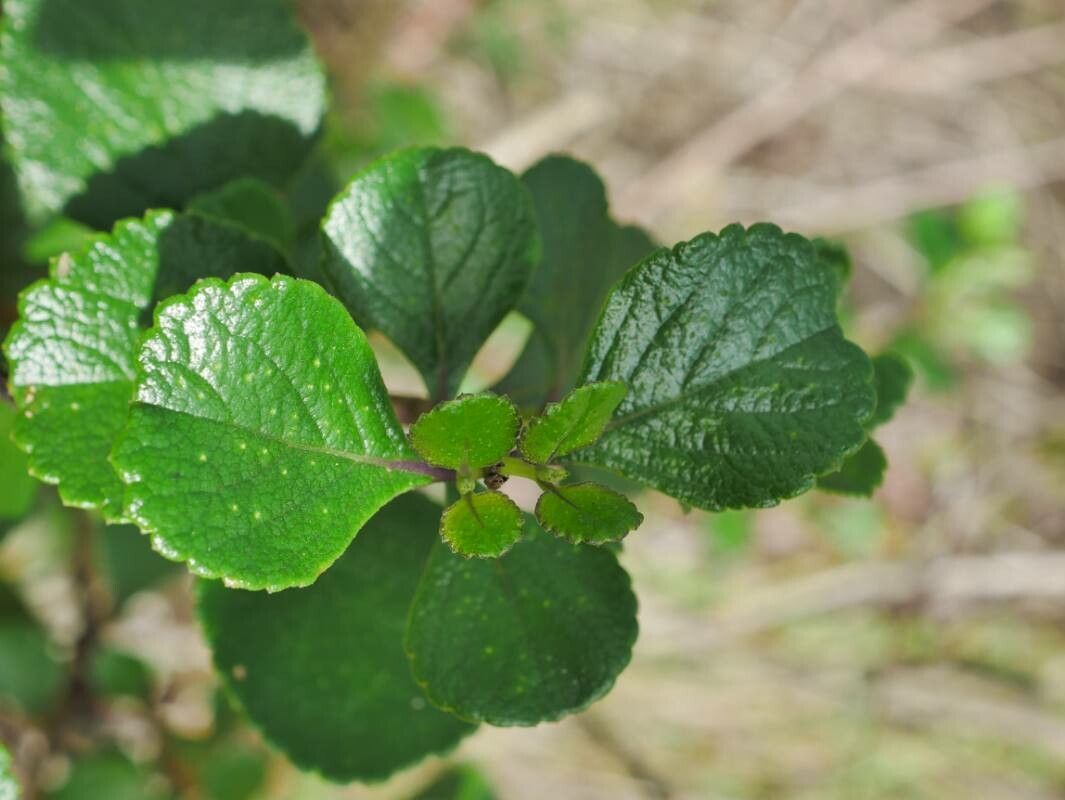 Stachytarpheta crassifolia — related species from the same genus