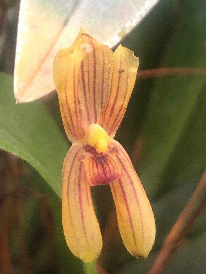 Mormolyca ringens flower
