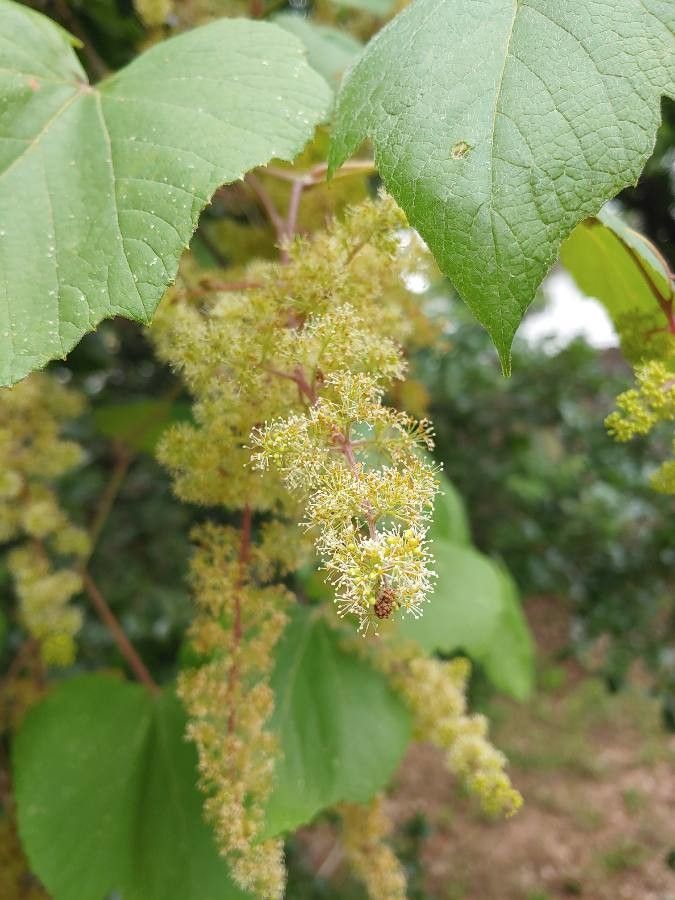 Vitis mustangensis flower