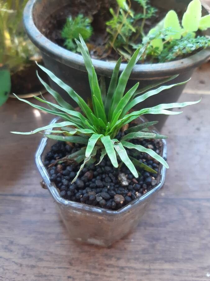 Eriocaulon truncatum — houseplant care guide