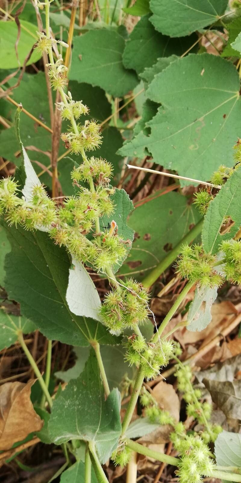 Triumfetta cordifolia fruit
