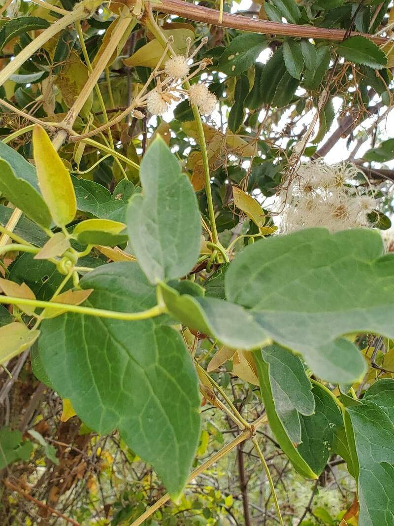 Clematis ligusticifolia leaf