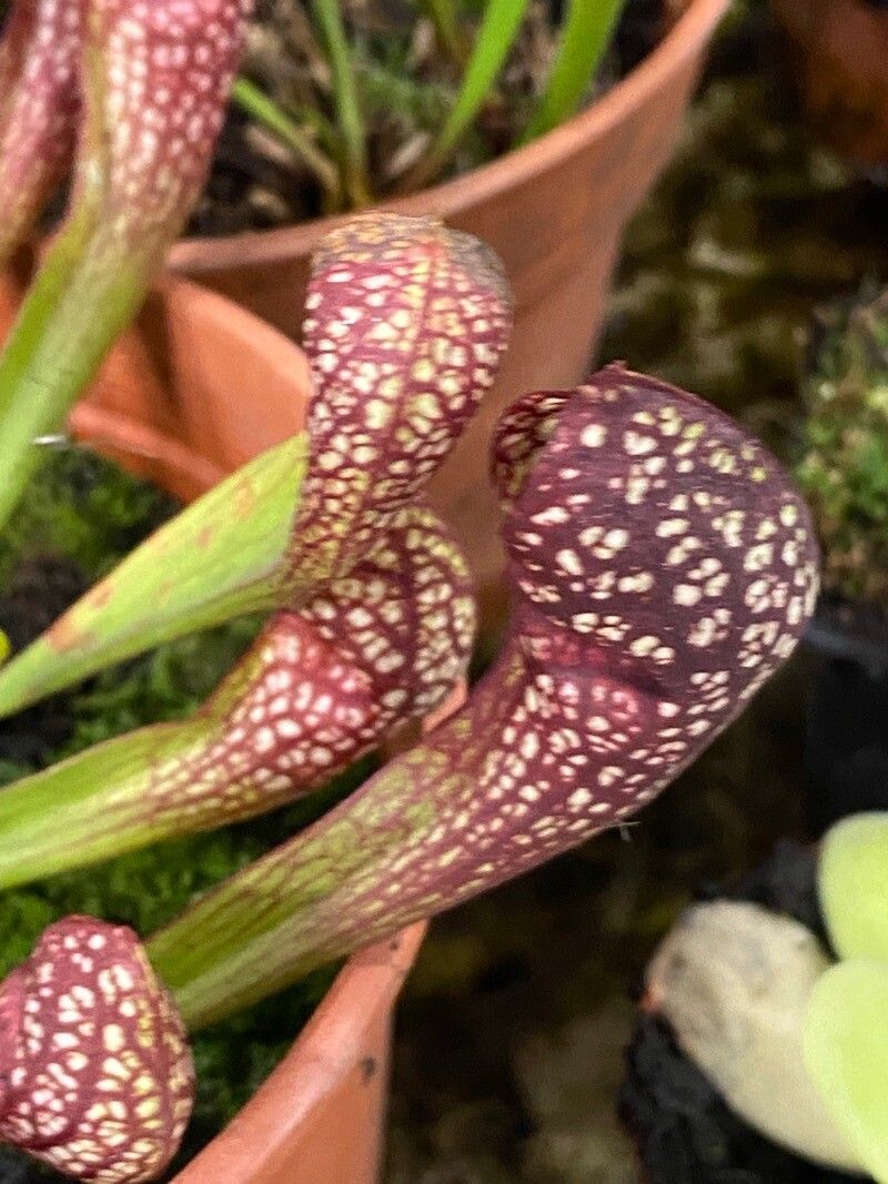 Sarracenia psittacina flower